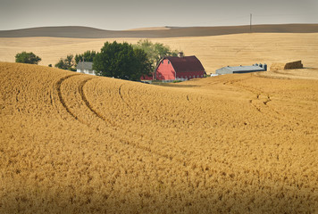 Chickpea Field and Barn, Palouse, Washington. Chickpeas ready for harvest in the Palouse....