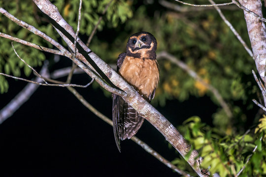 Murucututu-de-barriga-amarela (Pulsatrix koeniswaldiana) | Tawny-browed Owl photographed in the Farm Cupido & Refugio in Linhares, Esp&iacute;rito Santo, Southeast of Brazil. Atlantic Forest Biome.