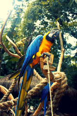 Blue and Yellow Macaw on the branch