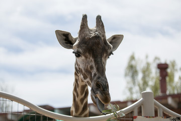 Giraffe eating the plant