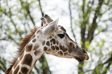 The close-up of the giraffe

