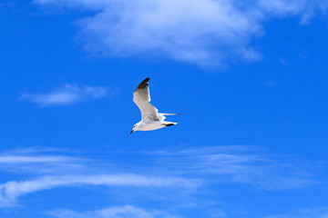 Sea Gull in Flight