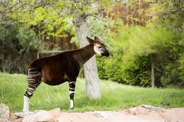 Single Okapi standing by the tree - obrazy, fototapety, plakaty