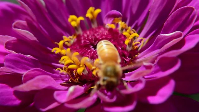 Honey Bee Pollinates a Purple and Yellow Flower