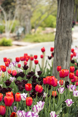 Colorful Tulips in full bloom

