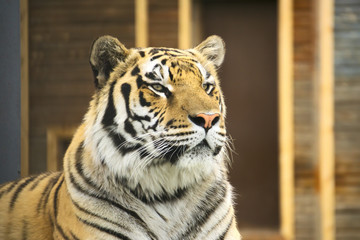 Портрет тигра.