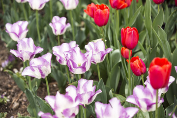 Colorful Tulips in full bloom
