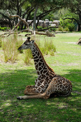 Baby Giraffe sitting on the grass