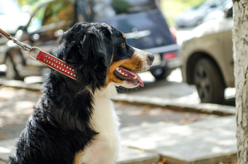 Bernese Mountain Dog for a walk in the park