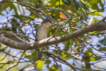 Saíra-de-chapéu-preto fêmea (Nemosia pileata) | Hooded Tanager  female photographed in the Farm Cupido & Refugio in Linhares, Espírito Santo, Southeast of Brazil. Atlantic Forest Biome.