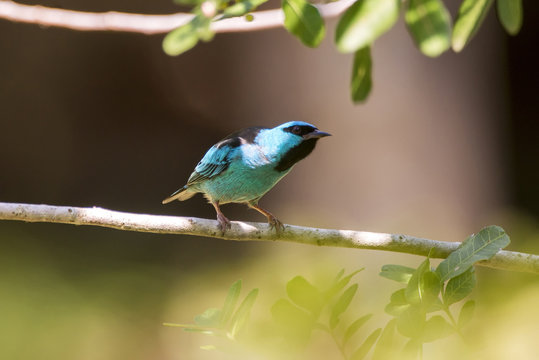 Saí-azul macho (Dacnis cayana) | Blue Dacnis male photographed in the Farm Cupido & Refugio in Linhares, Espírito Santo, Southeast of Brazil. Atlantic Forest Biome.