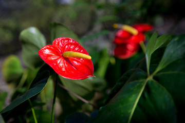 Red anthurium flowers