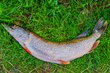 Fresh river fish a big pike on a background of green grass, catch fishing, closeup