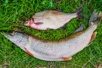 Fresh river fish large pike and bream on green grass, catch fishing, closeup