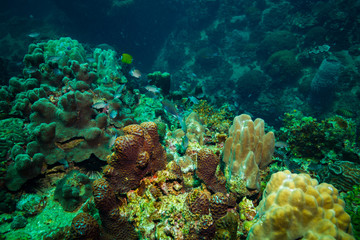 Coral reer