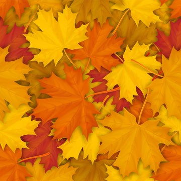Seamless pattern with autumn fallen maple leaves. Vector realistic background.