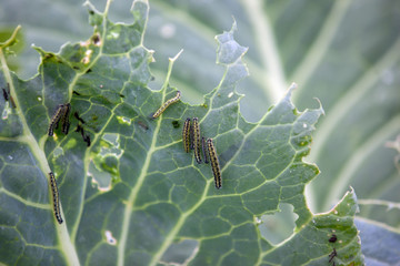 wholes on cabbage leaves cut by many green worms in the garden.