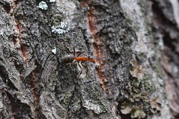 Ant