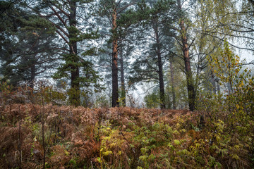 Autumn forest