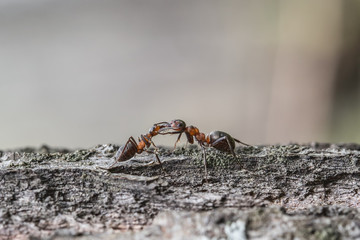 Ants