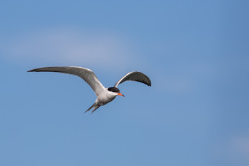 Tern