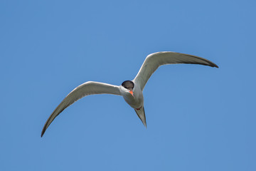 Tern