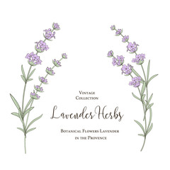 Summer flowers with calligraphy sign Lavender Herbs. Bunch of lavender flowers isolated over white background. Vector illustration.