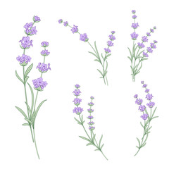 Obraz premium Set of lavender flowers elements. Collection of lavendula on a white background. Vintage set of lavender flowers elements. Lavender hand drawn. Vector illustration bundle.