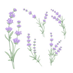 Set of lavender flowers elements. Collection of lavendula on a white background. Vintage set of lavender flowers elements. Lavender hand drawn. Vector illustration bundle.