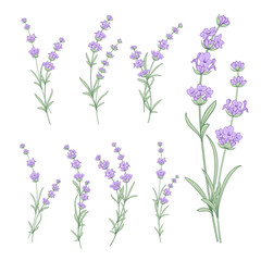 Set of lavender flowers elements. Collection of lavendula on a white background. Vintage set of lavender flowers elements. Lavender hand drawn. Vector illustration bundle.