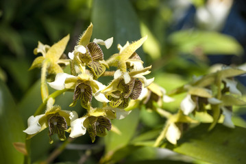 デンドロビューム マクロフィラム、黄色い蘭の花