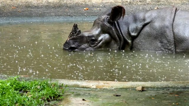 Indian rhinoceros   swimming in pond, chiangmai Thailand