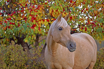 Beautiful Palomino Mare standing by Crab apple tree.