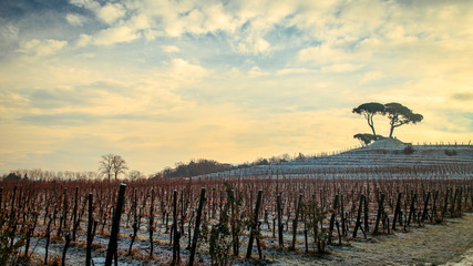 Obraz premium snowy morning in the vineyard