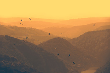Birds flying above mountain