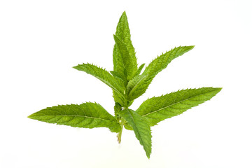 Fresh mint leaf