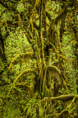 Obraz premium Hoh Rain Forest, Hall of Mosses, Olympic National Park