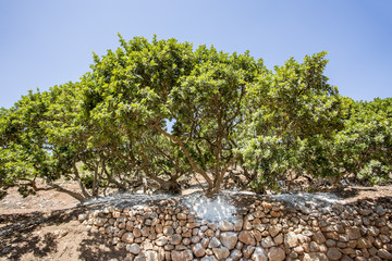 Chios Adası; sakız ağacı