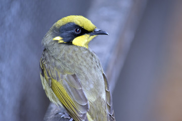 yellow tufted honeyeater