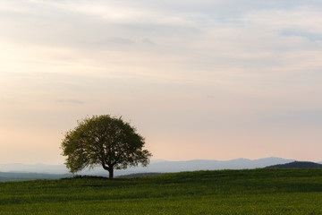 Fototapeta na wymiar Tuscany landscape, with an isolated tree in a green meadow, beneath a warm sky with sunset colors