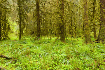 Obraz premium Hoh Rain Forest, Hall of Mosses, Olympic National Park