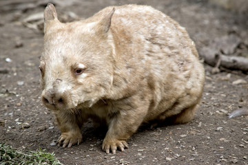 wombat