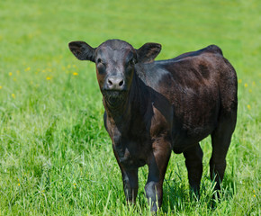 black calf at green grassland, copy space
