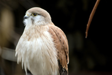 nankeen kestrel