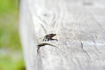 A small common lizard on a wooden background.