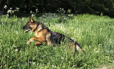 German shepherd runs in the summer park