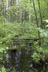 Fototapeta na wymiar Forest creek in a midland of Europe