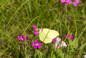 Yellow butterfly on a red flower