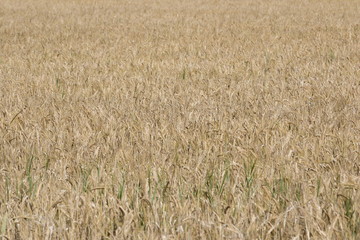 Golden wheat field background