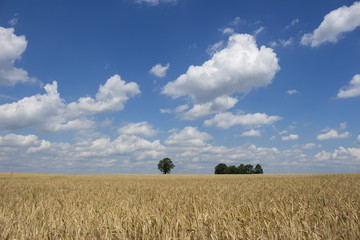 Golden wheat field against a blue sky and clouds